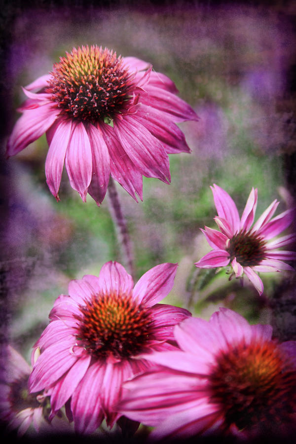 Pink Daisies Photograph by Sally Bauer