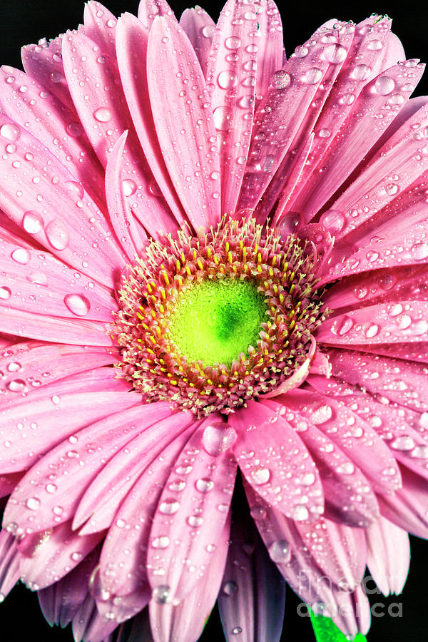 Pink Daisy Colors Up Close Photograph by John Rizzuto