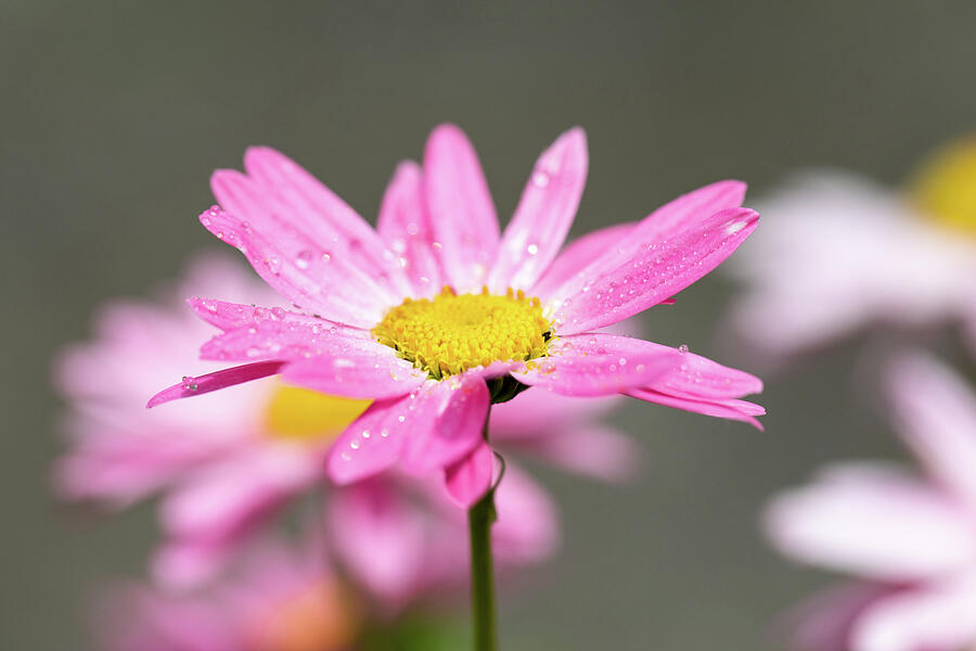 Pink Daisy Dewdrops Photograph by Tanya C Smith