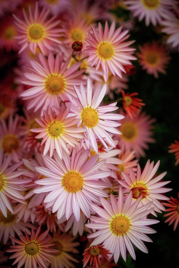 Pink Daisy flowers macro Photograph by Lilia S