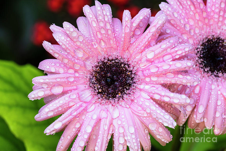 Pink Daisy Photograph by Raul Rodriguez