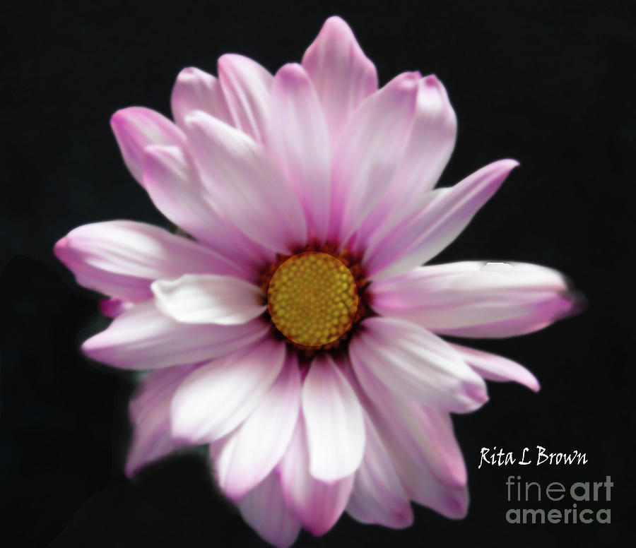 Pink Daisy Photograph by Rita Brown