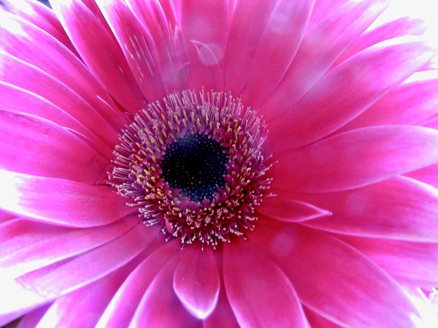 Pink Daisy Photograph by Stephanie Moore