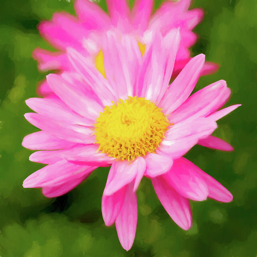 Pink Daisy Photograph by Tanya C Smith