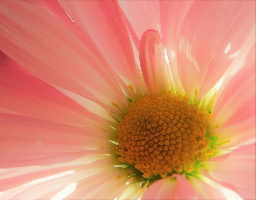 - Pink Daisy Photograph by THERESA Nye