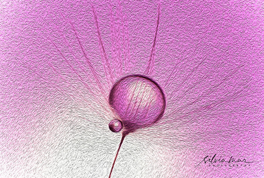 Pink dandelion Digital Art by Silvia Marcoschamer