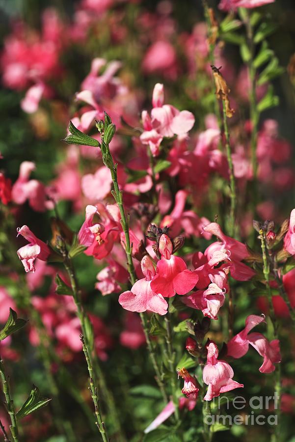 Pink Dawn Sage Salvia Photograph by Joy Watson
