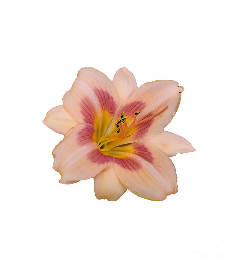 Pink Day Lily Photograph