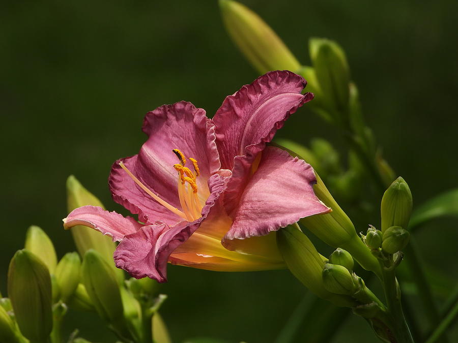 Pink Day Lily Photograph by Living Color Photography Lorraine Lynch