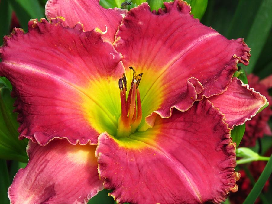 Pink Daylily Frills  Photograph by Lori Frisch