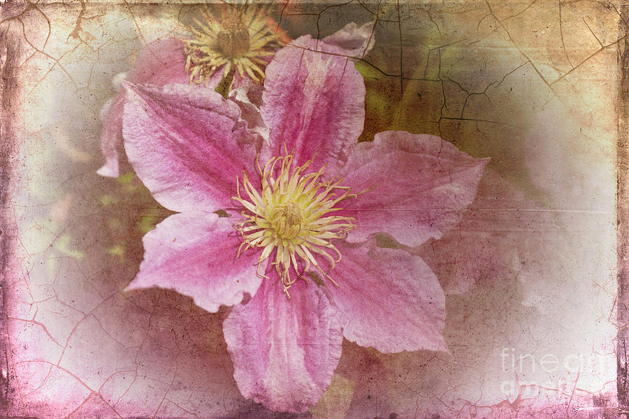 Pink Delicacy Photograph by Elaine Teague