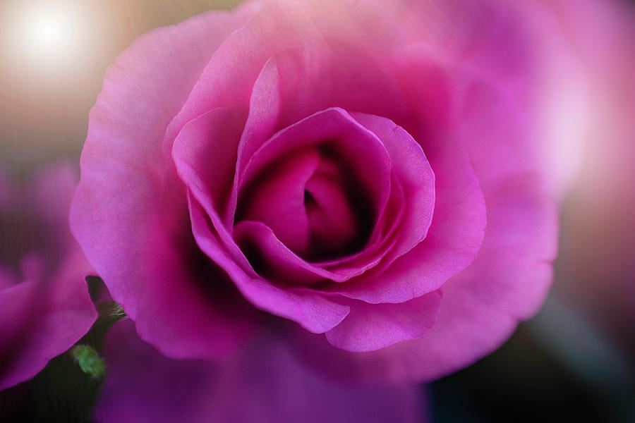Pink Delight Photograph by Nicole Engstrom