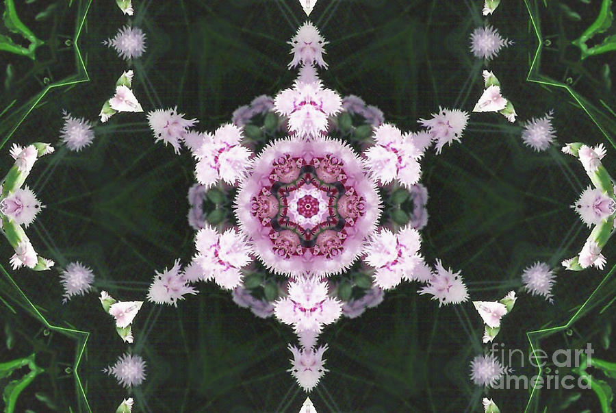 Pink Dianthus Kaleidoscope-2 Digital Art by Charles Robinson