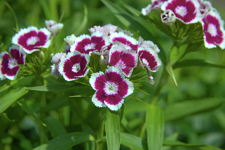 Pink Dianthus Photograph by Loyd Towe Photography