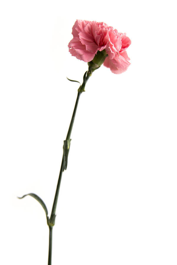 pink Dianthus on a white background Photograph by Valzhina