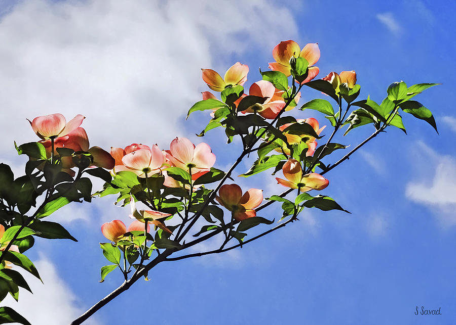 Pink Dogwood Against the Sky Photograph by Susan Savad