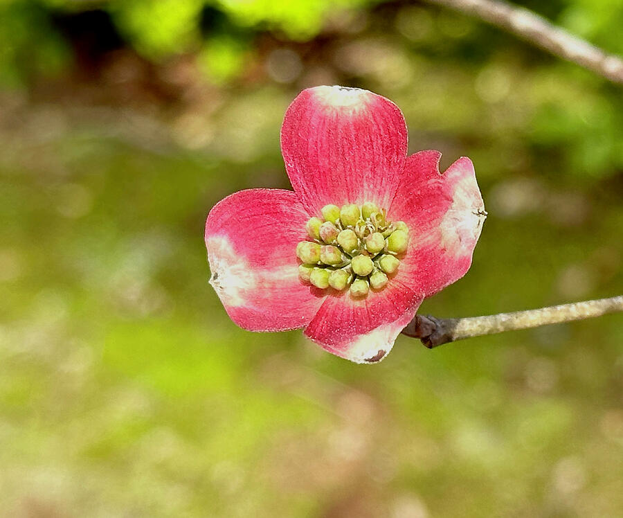 Nature Photograph - Pink Dogwood by Bellesouth Studio