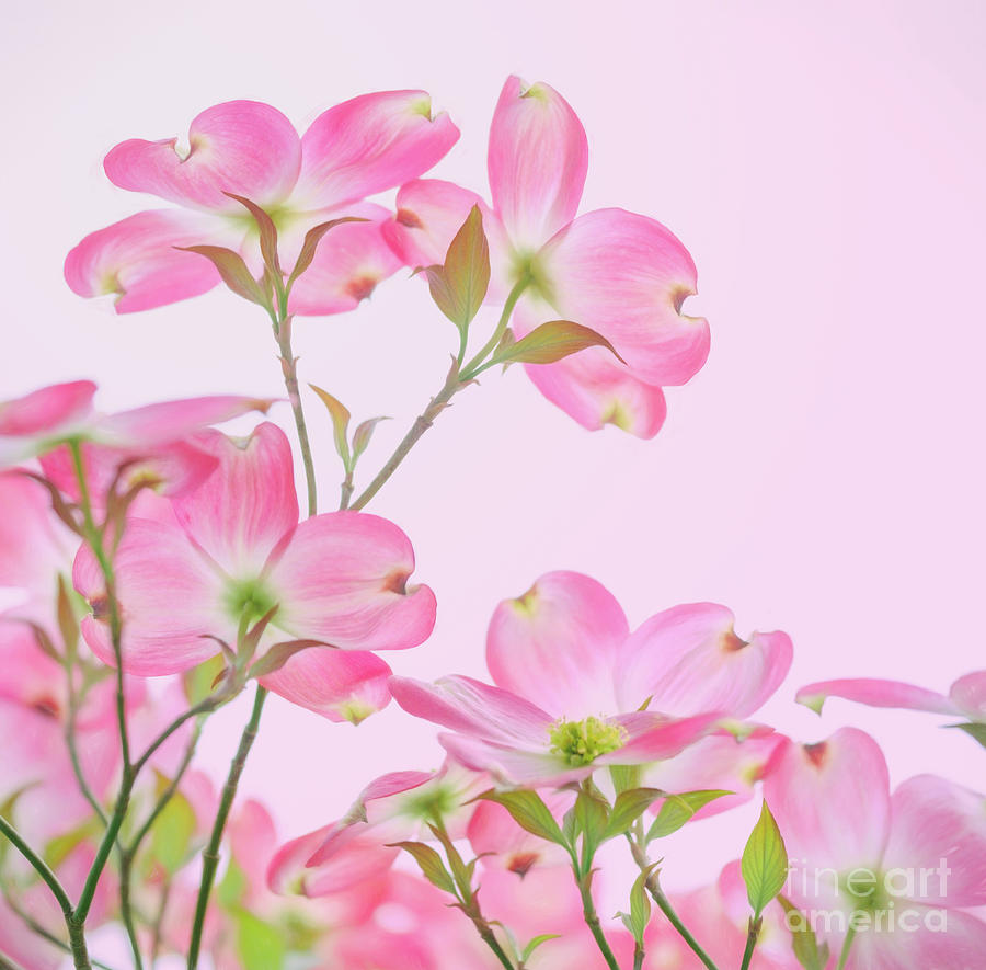 Pink Dogwood Blooms Photograph