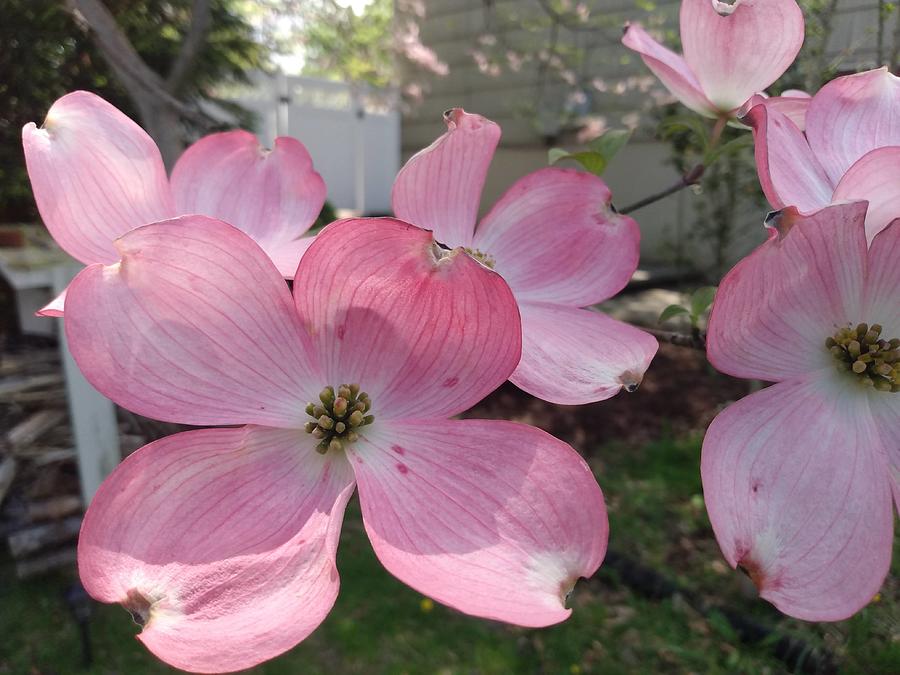 Pink Dogwood Blossoms Photograph by Christopher Lotito