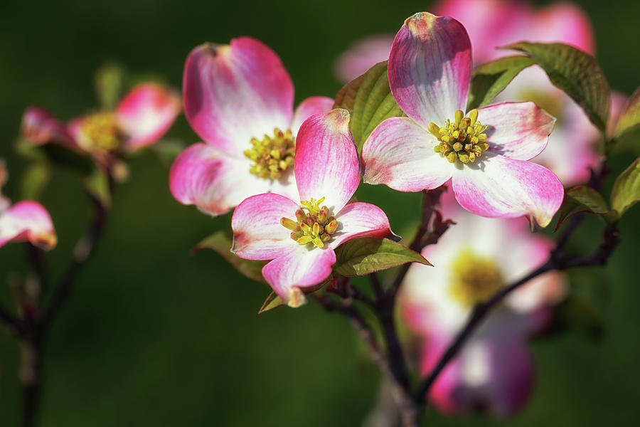 Pink Dogwood Blossoms Photograph by Susan Rissi Tregoning