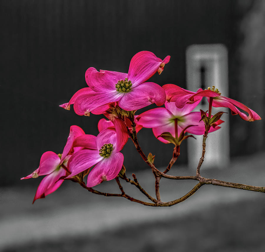 Pink Dogwood Photograph by Brian Shoemaker