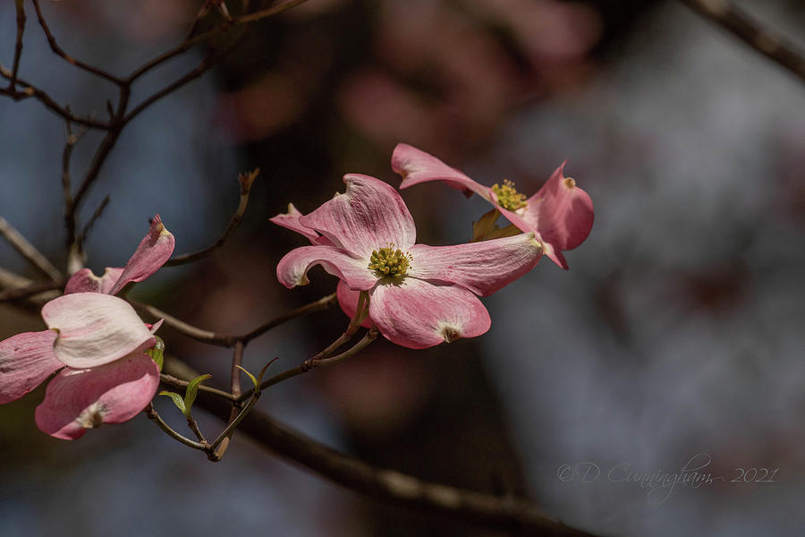 Pink Dogwood Photograph by Dorothy Cunningham