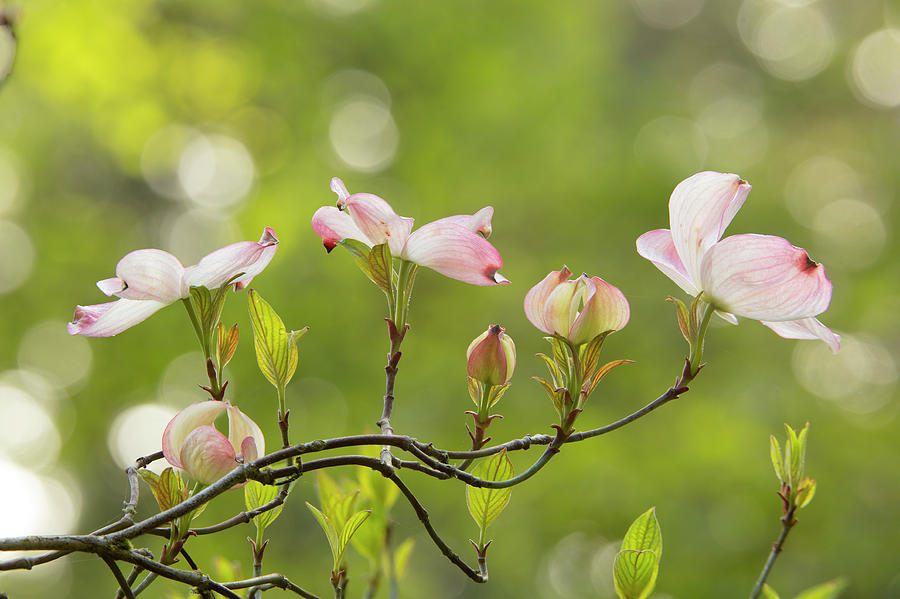 Pink Dogwood Flowers on a Twig Photograph by Mary Jo Allen