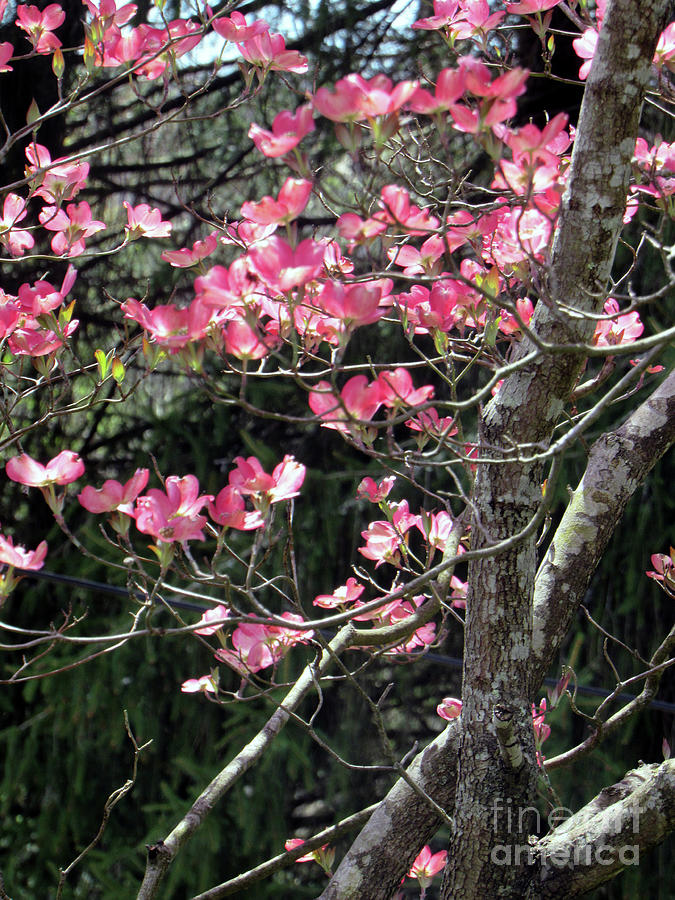 Pink Dogwood Flowers Photograph by Sandy McIntire