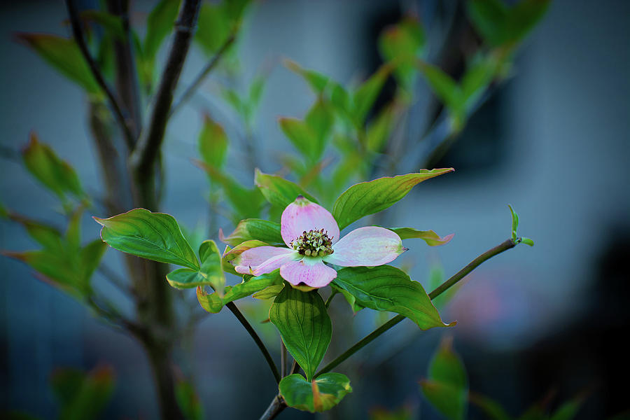 Pink Dogwood Photograph by Heather Bettis