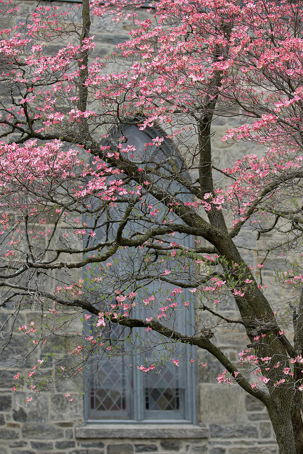 Pink Dogwood in Spring 1 Photograph by Joni Eskridge