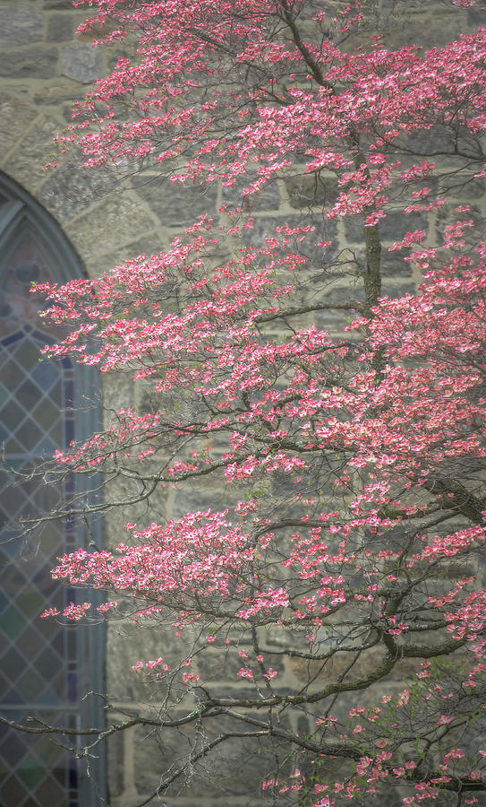 Pink Dogwood in Spring 2 Photograph by Joni Eskridge