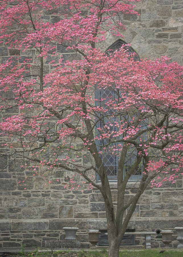 Pink Dogwood in Spring 3 Photograph by Joni Eskridge