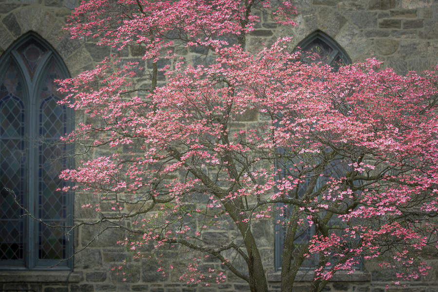 Pink Dogwood in Spring 4 Photograph by Joni Eskridge
