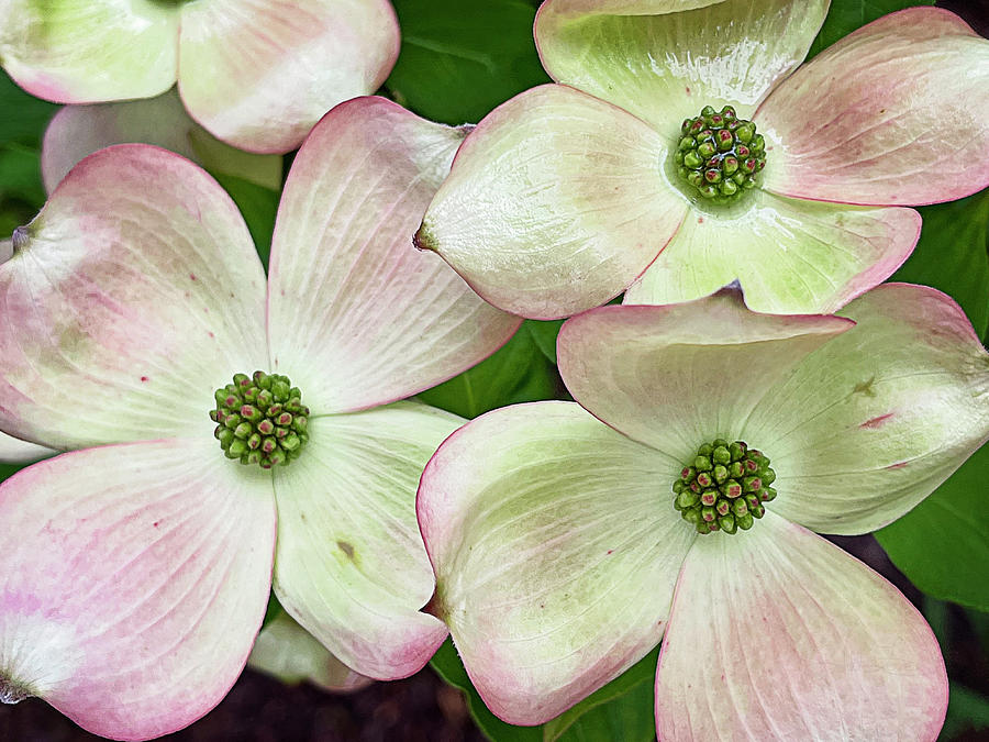 Pink Dogwood in Spring Photograph by Jill Love