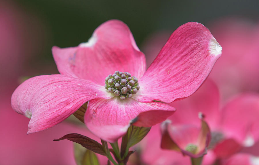 Pink Dogwood Photograph by Joan Septembre