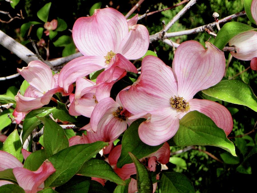 Flowers Still Life Photograph - Pink Dogwood  by Lillian Bell