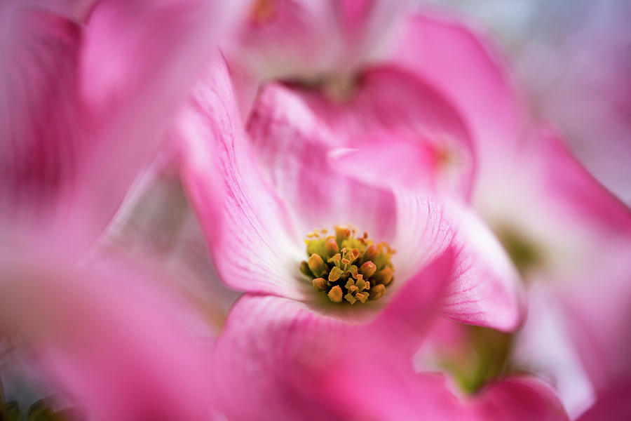 Pink Dogwood Tree in Bloom Photograph by Ada Weyland