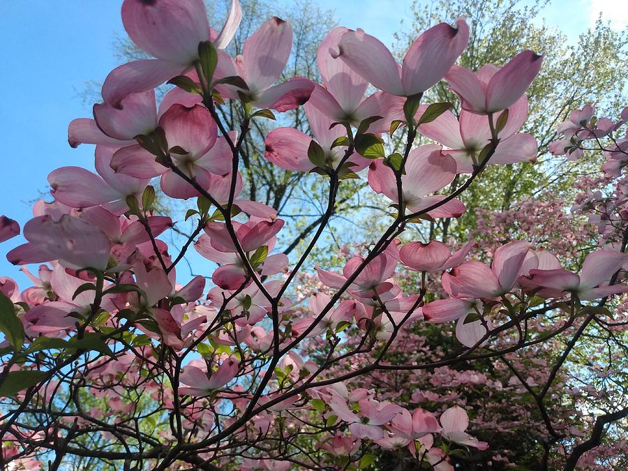 Pink Dogwood Tree in Bloom Photograph by Christopher Lotito