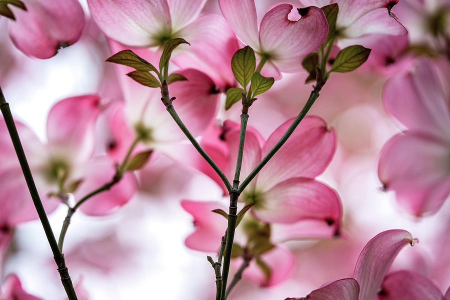 Pink Dogwood Tree in Spring Photograph by Ada Weyland