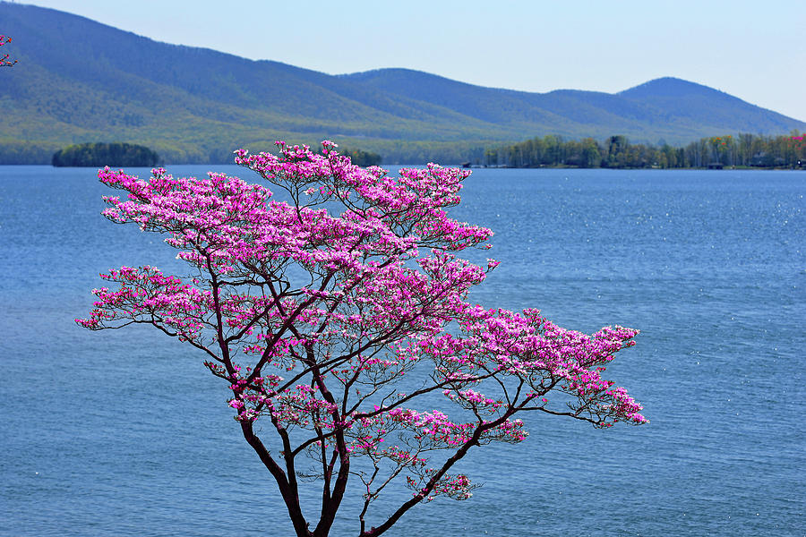 Pink Dogwood Tree, Smith Mountain Lake, Virginia Photograph by The James Roney Collection