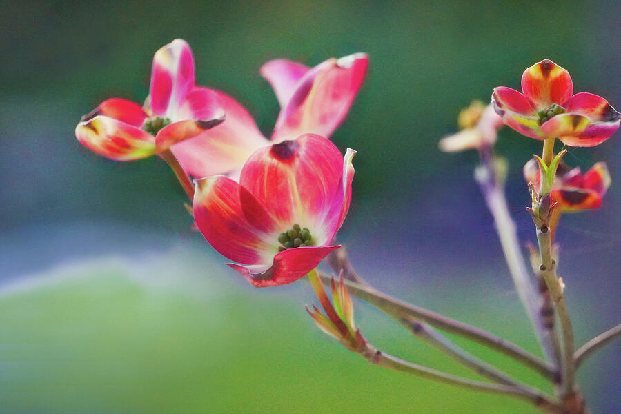 Pink Dogwood Welcomes Spring Photograph by Karen Beasley - Fine Art America