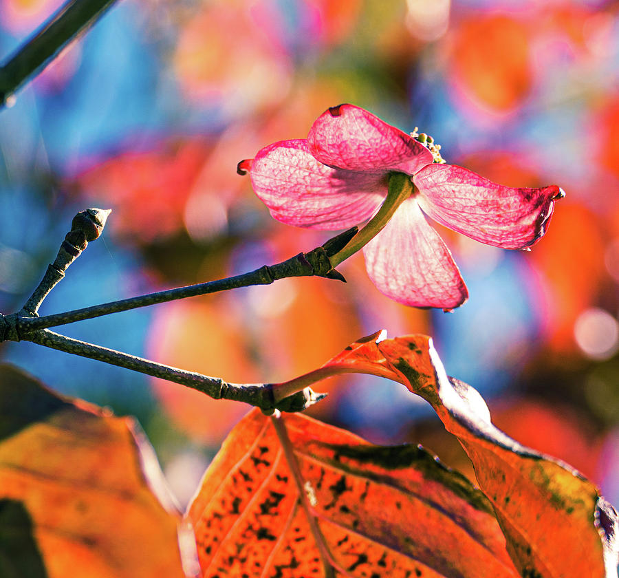 Pink Dogwood With Fall Foliage Photograph