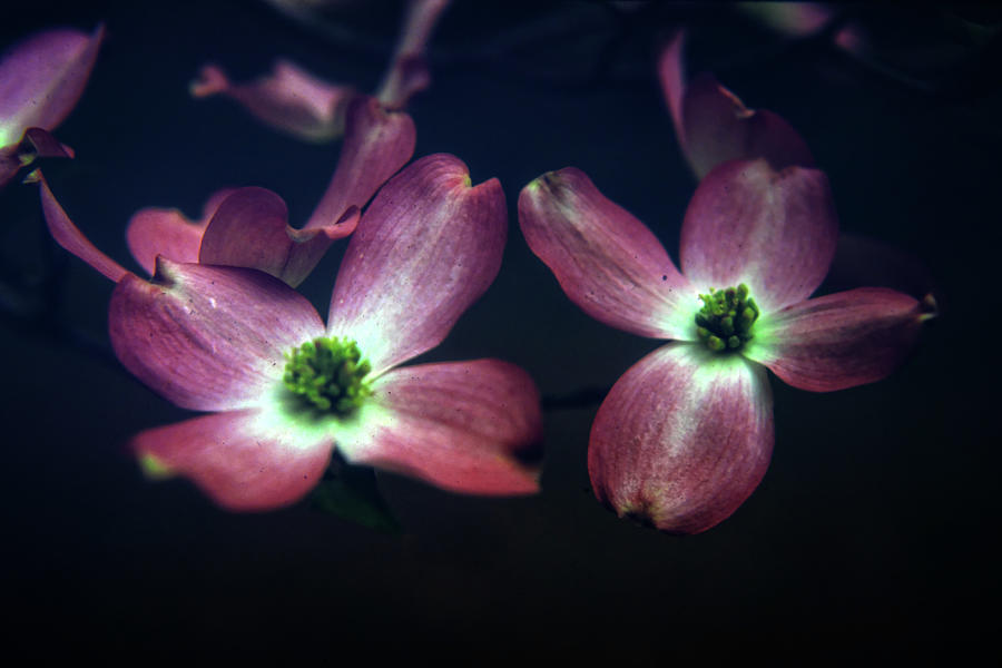 Pink Dogwoods Photograph by George Taylor