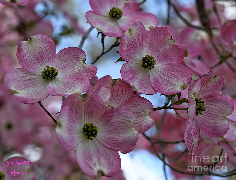 Pink Dogwoods in Bloom Photograph by Bobbie Moller - Fine Art America