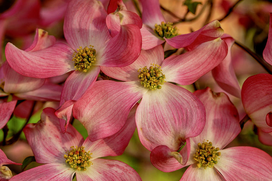 Pink Dogwoods Photograph by Lynn Hopwood