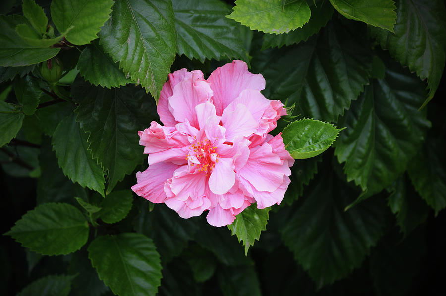 Pink Double Bloom Hibiscus Flower in Shade Photograph by Gaby Ethington