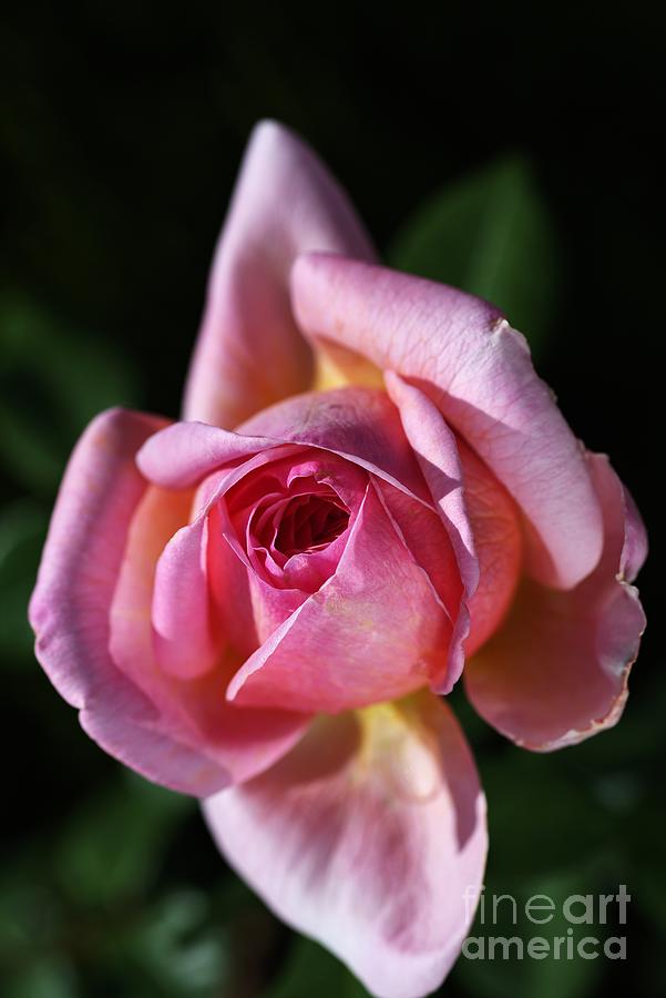 Pink Dreamer Rose Photograph by Joy Watson