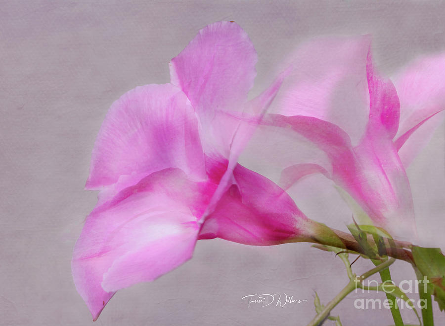 Pink Dreams Photograph by Theresa D Williams