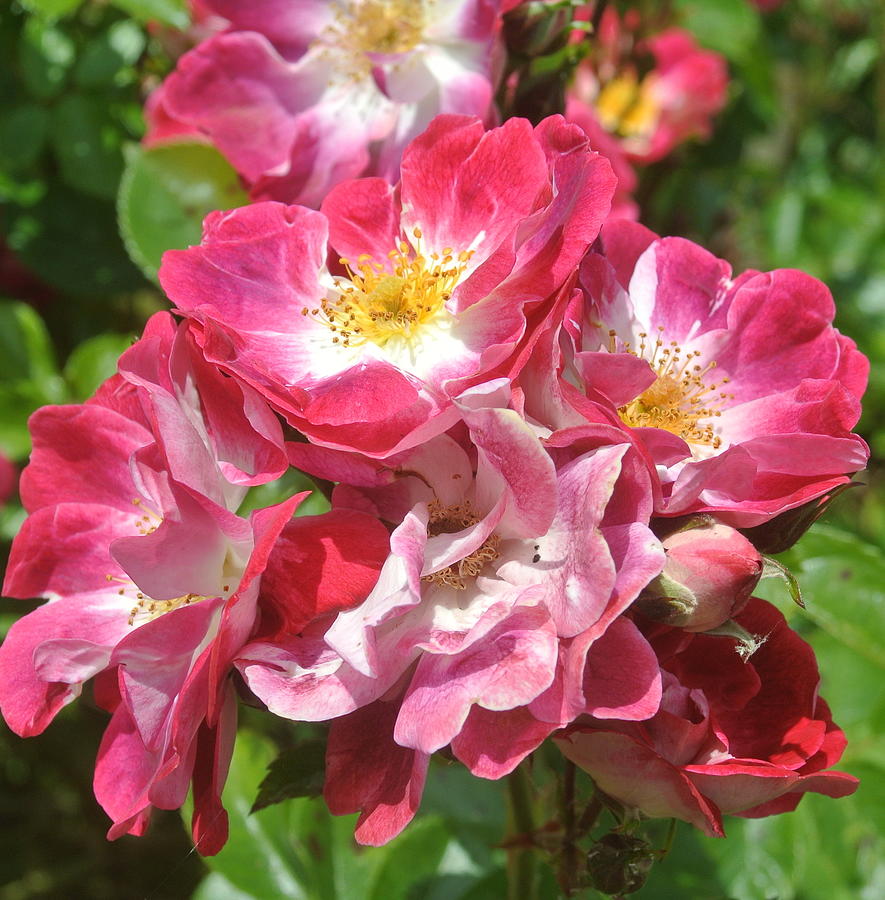 Pink Drift Roses Square Photograph By Lynne Iddon - Fine Art America