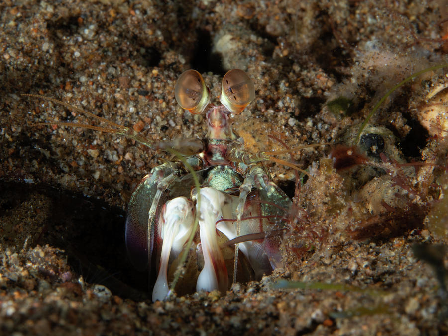 Pink-eared Mantis Shrimp Photograph by Brian Weber